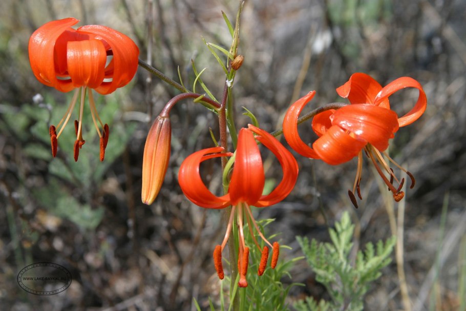 Родиола розовая Rhodiola rosea