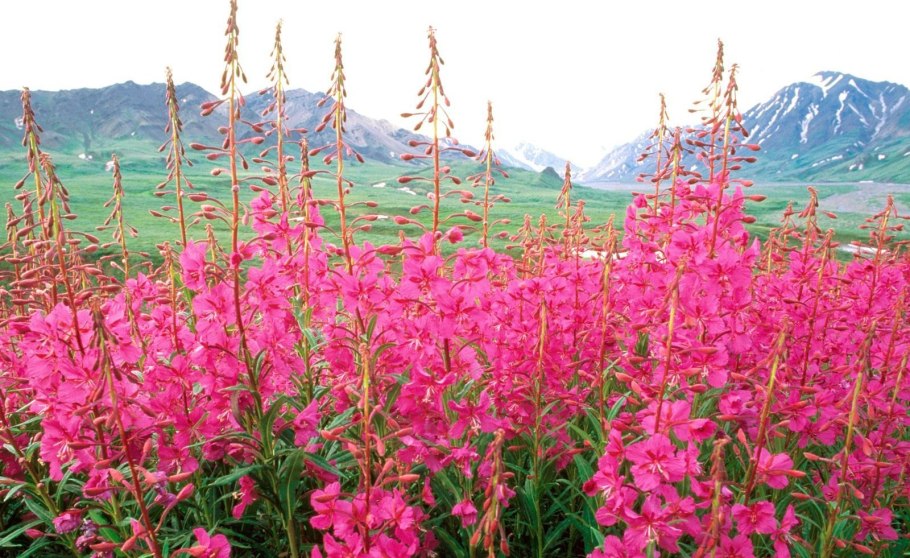 Забайкальский край лето