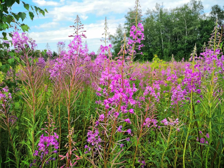 Зверобой продырявленный (Hypericum perforatum)