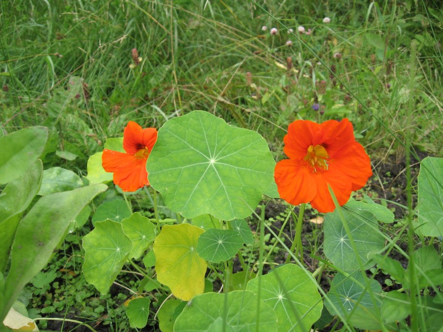 Агростемма Милас