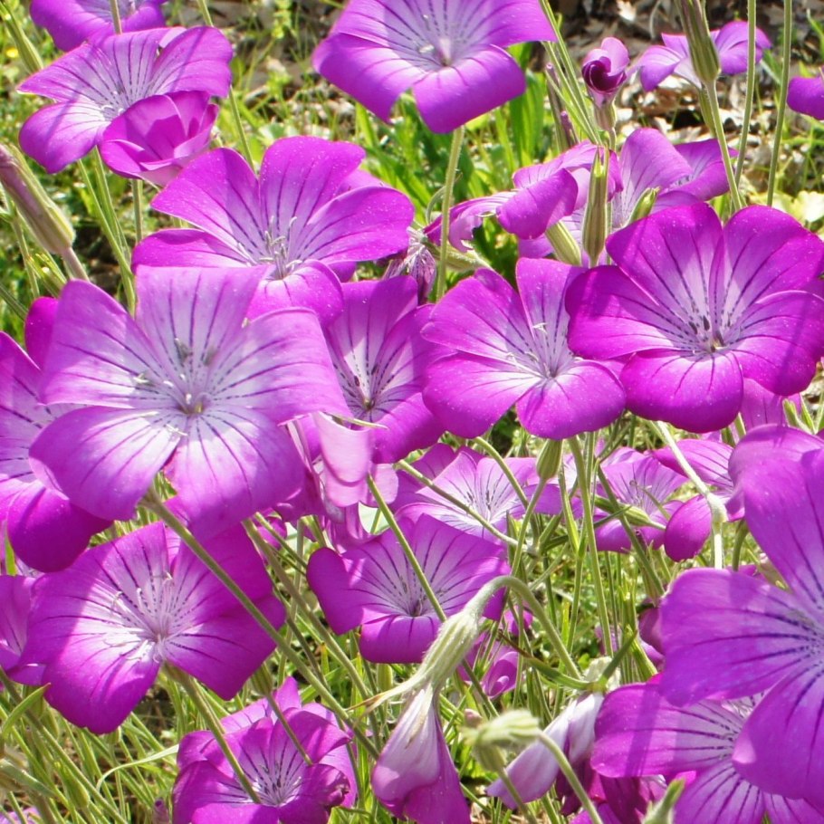 Вьюнок Конвольвулюс трехцветный