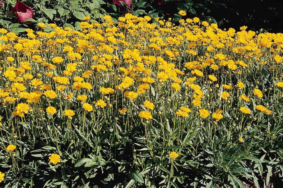 Бархатцы чернобривцы