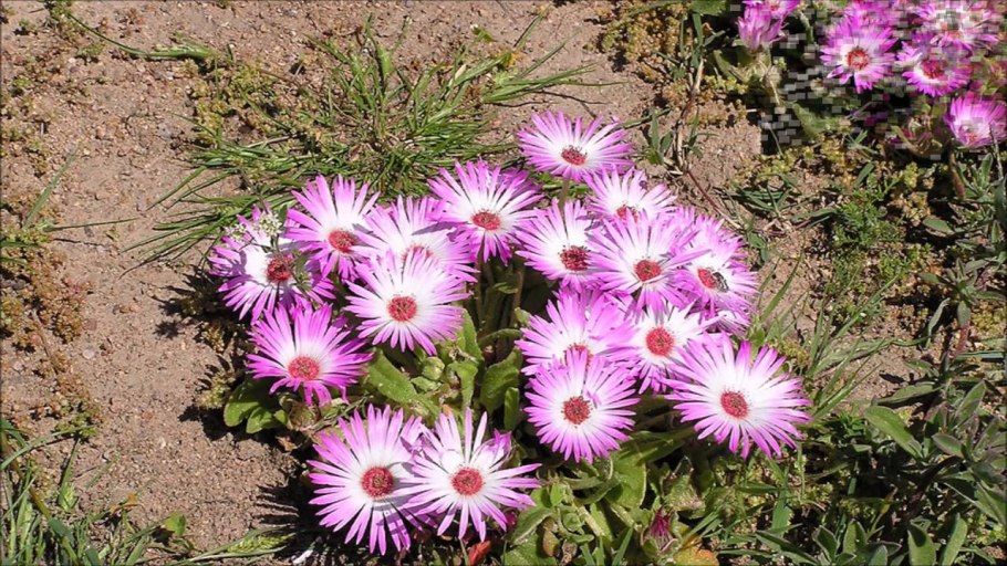 Дикие бархатцы