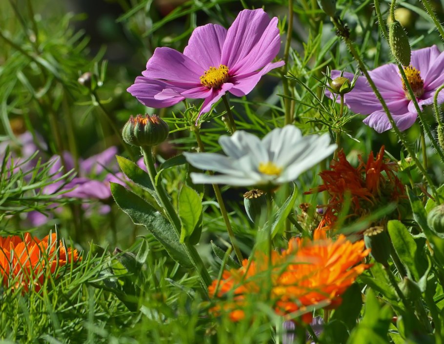 Космея Казанова Пинк