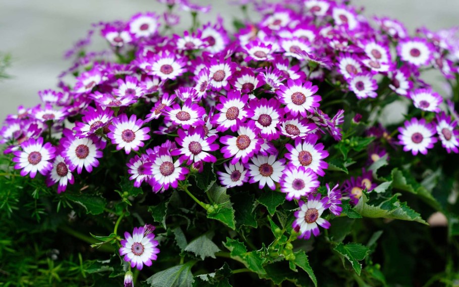 Доротеантус маргаритковый