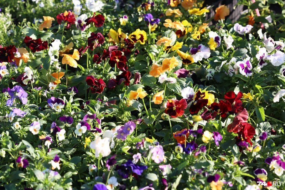 Однолетники ХЕСАЕН