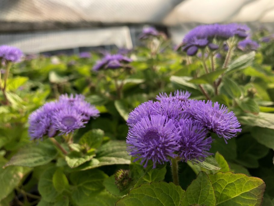 Агератум Альба