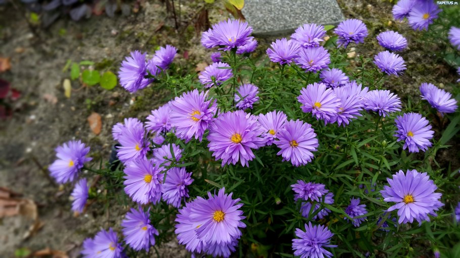 Агератум, Тагетес, гацания