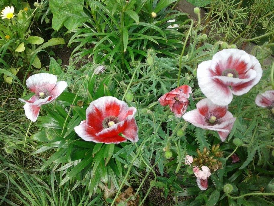 Агростемма Целироза