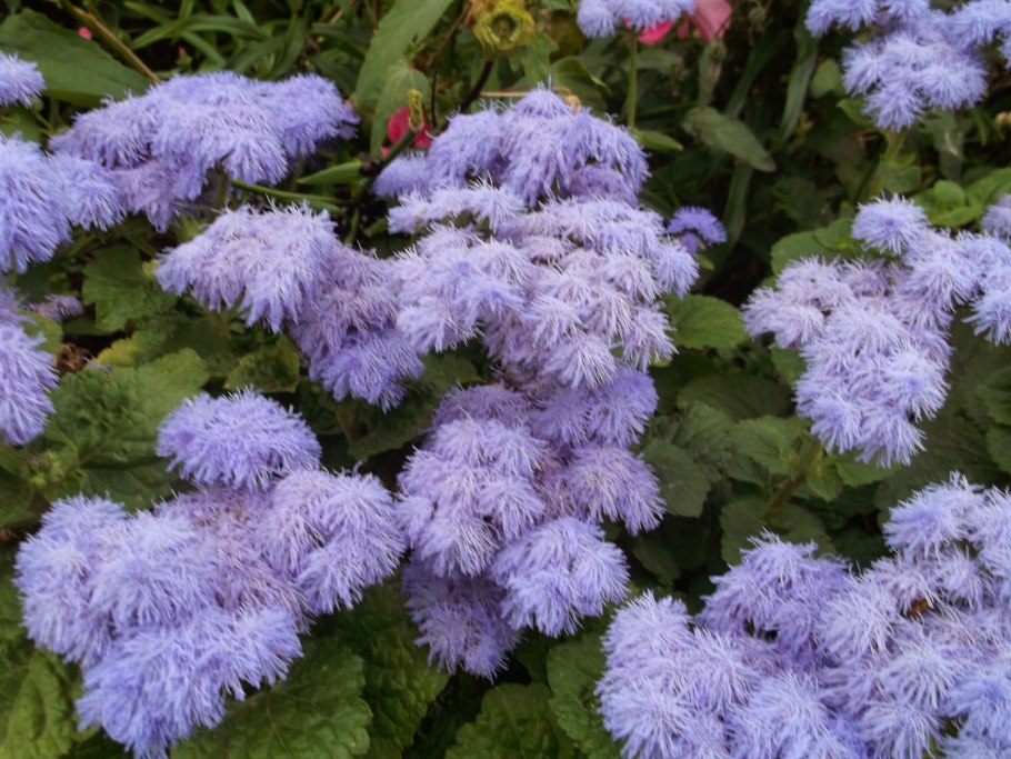 Агератум Дондо смесь