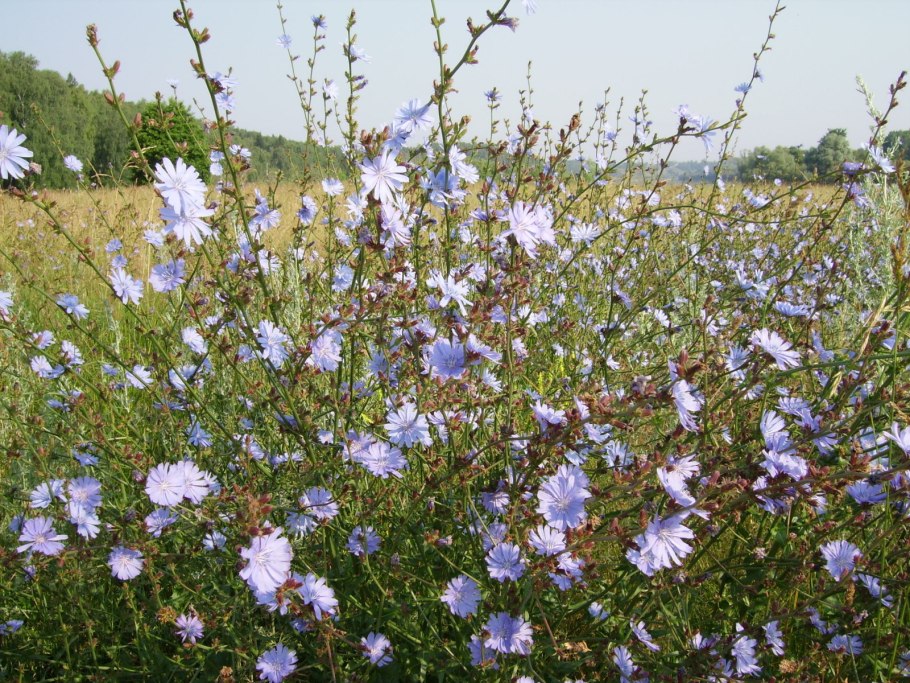 Календулы бархатцы Флоксы