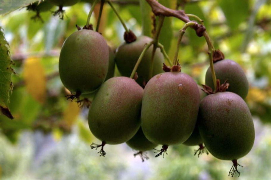 Актинидия гибридная Колбасиной