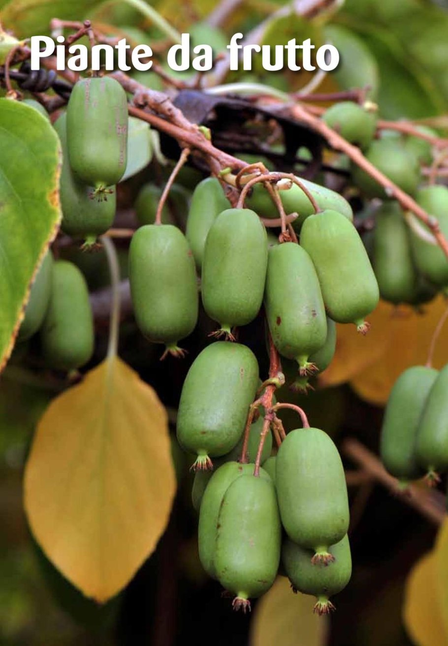 Актинидия коломикта саженцы