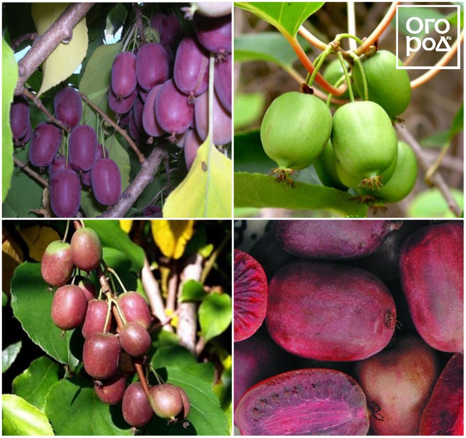 Сибирский киви актинидия