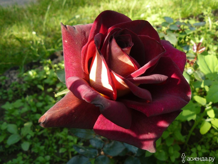 Сорт розы Эдди Митчелл