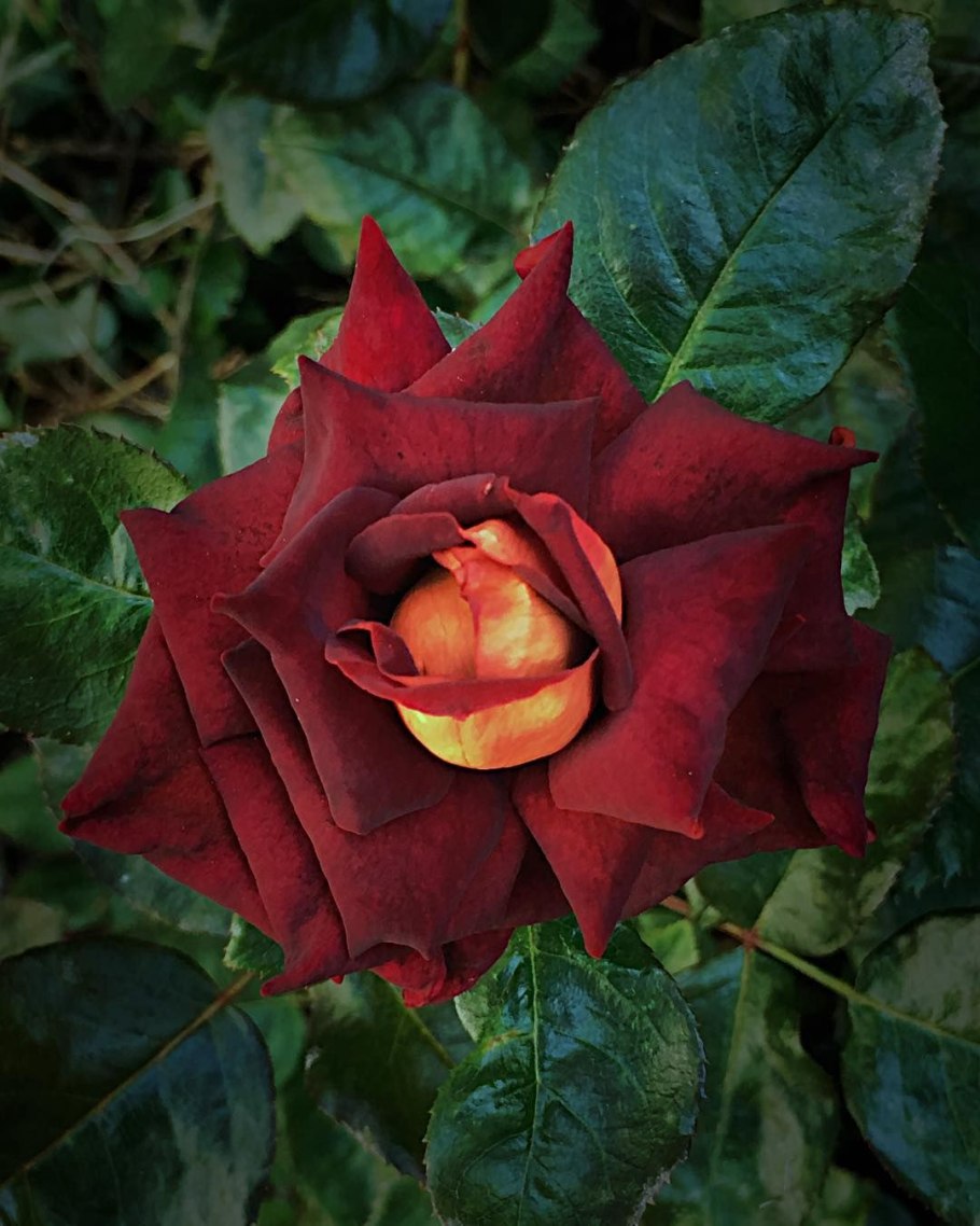 Ред Митчелл роза