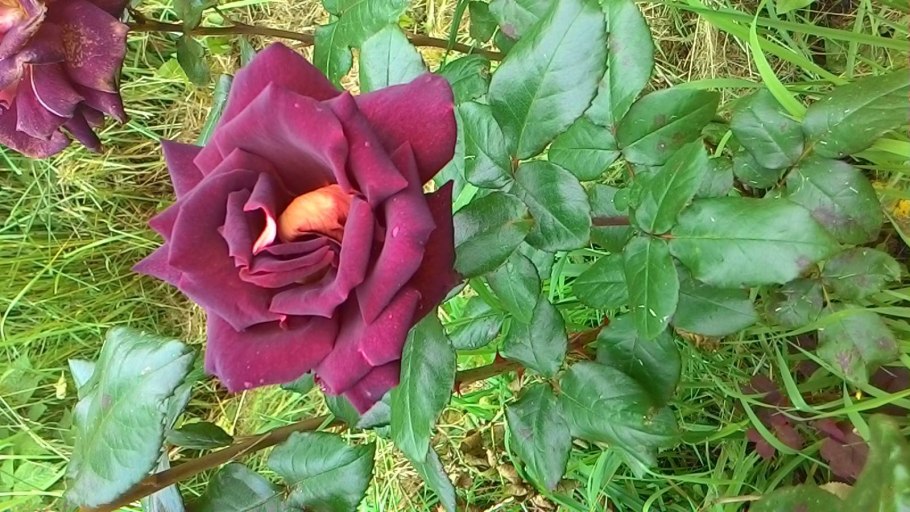 Роза Мейян чайно-гибридная Эдди Митчел