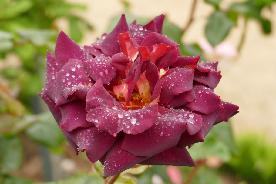 Чайно-гибридная Эдди Митчелл