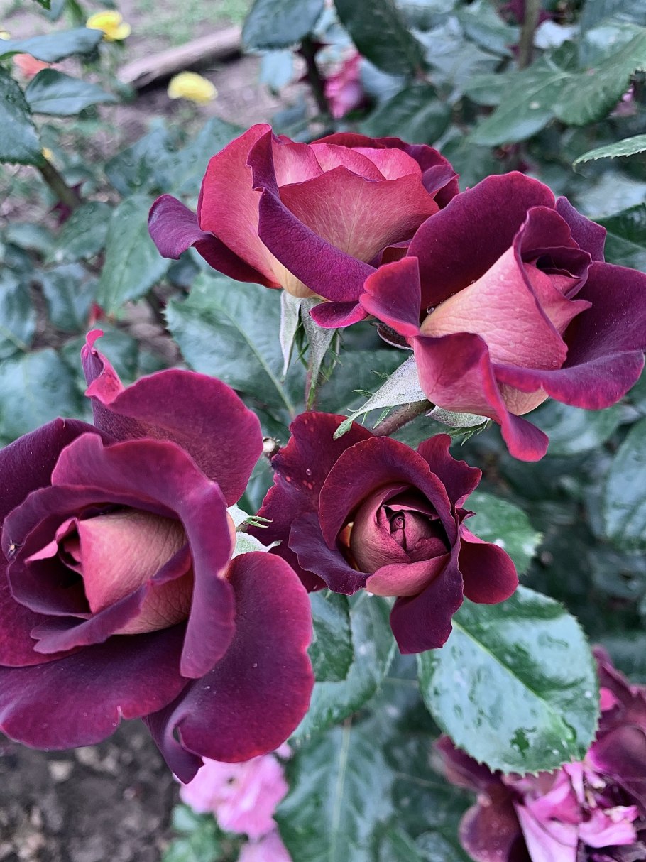 Роза чайно-гибридная Эдди Митчелл