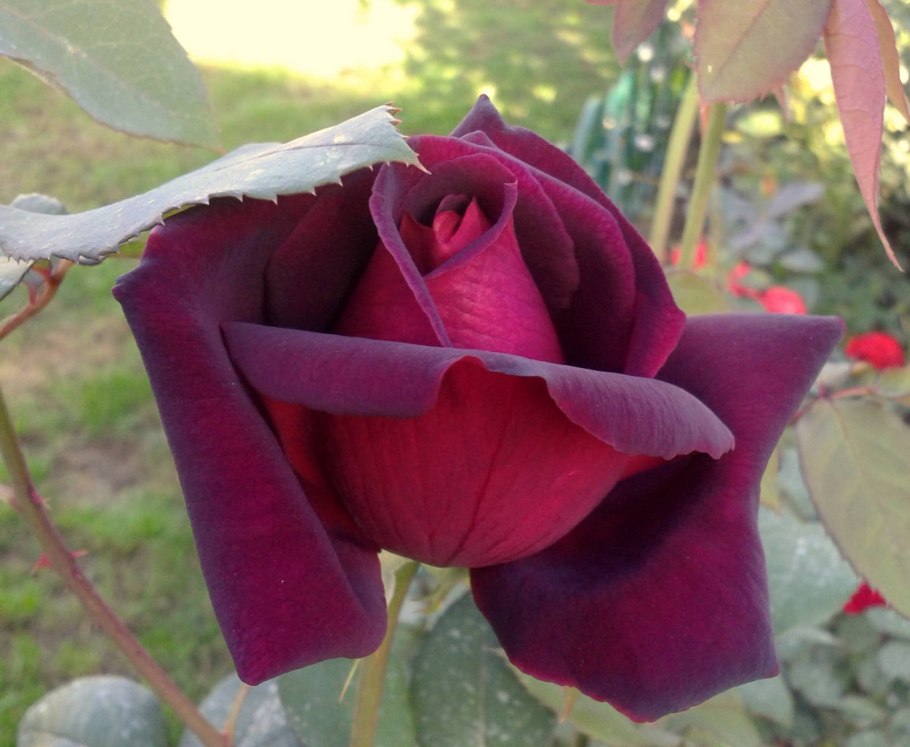 Роза цветок Эдди Митчелл