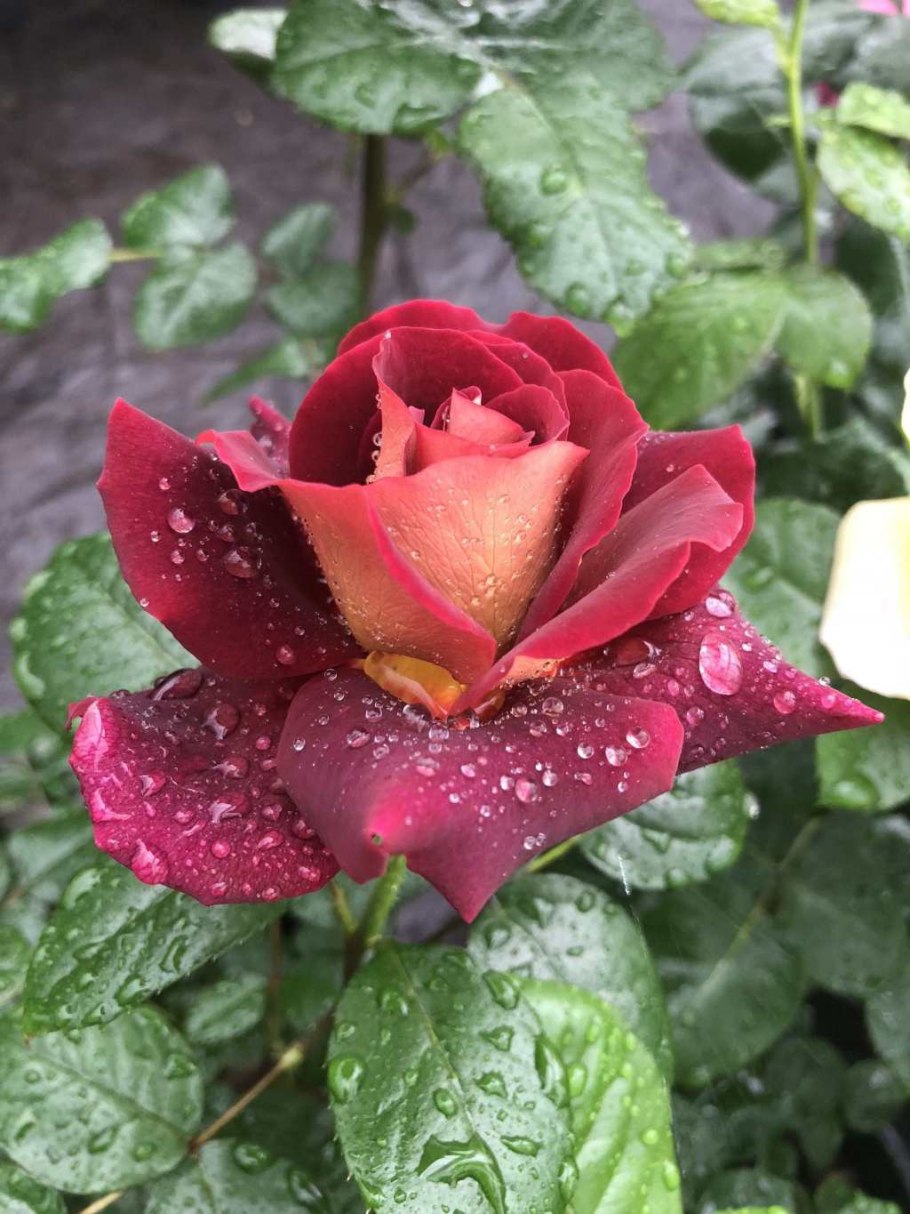 Роза Шатобриан