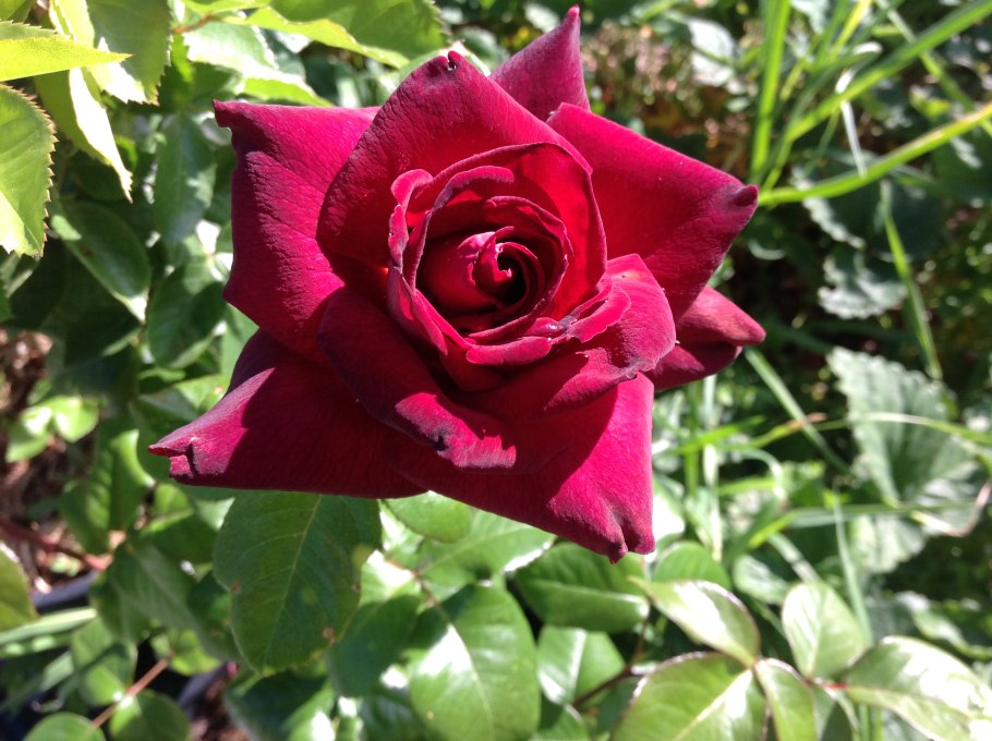 Роза чайно-гибридная Леонидас