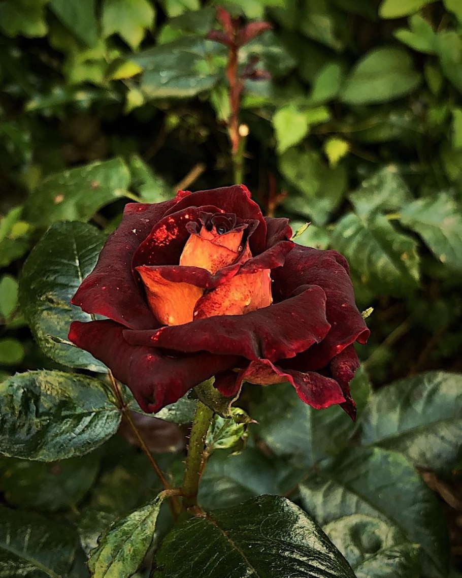 Роза Эдди Митчел штамб