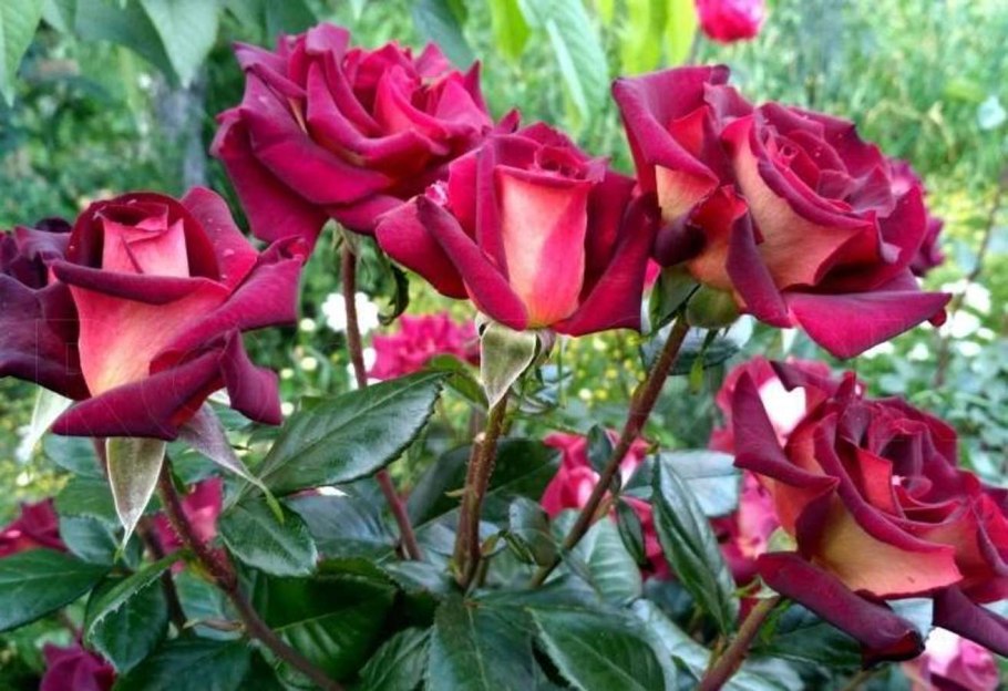 Сорт розы Эдди Митчелл