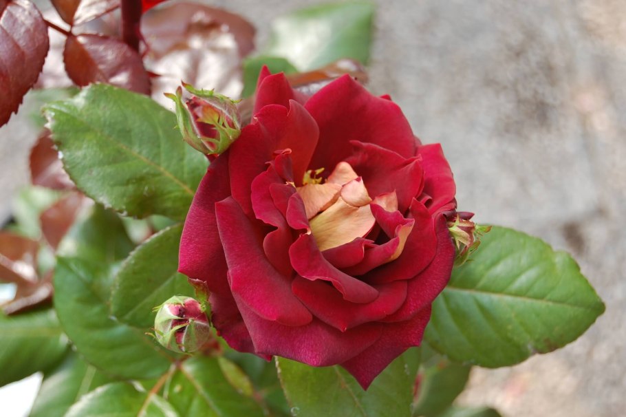 Сорт розы Митчелл