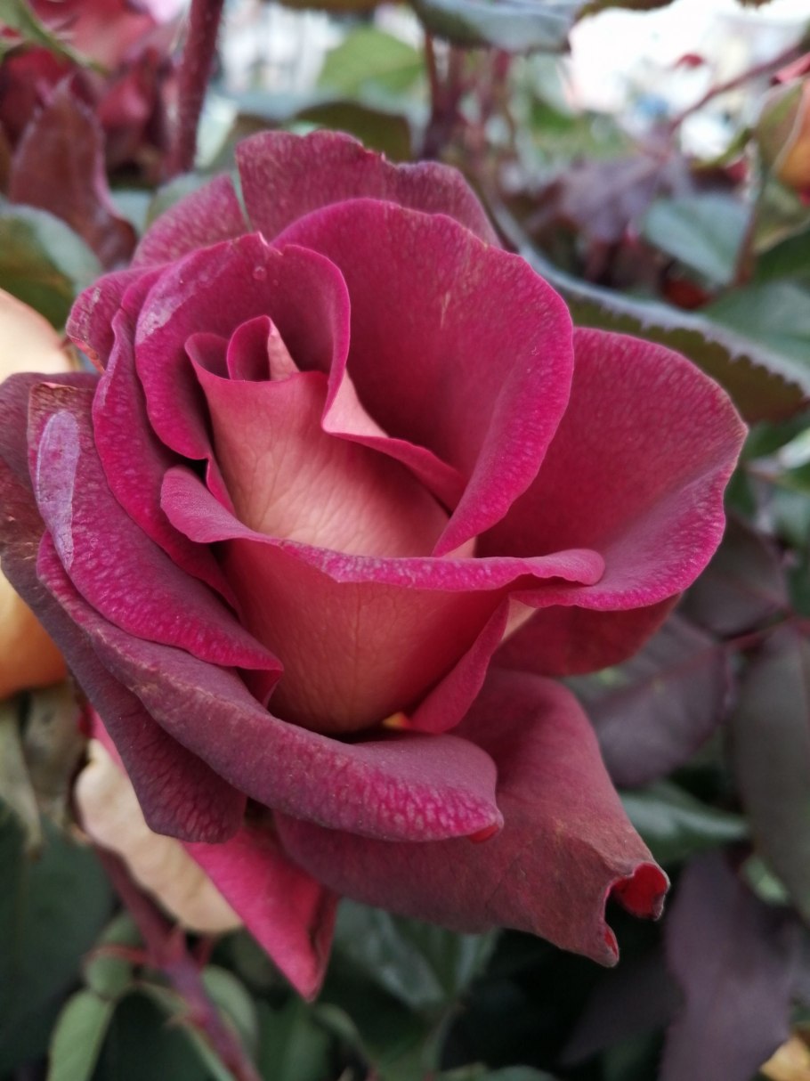 Сорт розы Эдди Митчелл