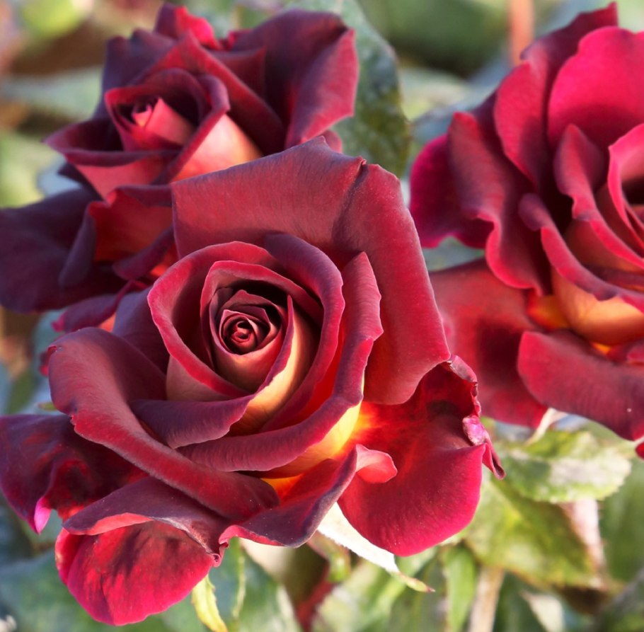 Роза чайно-гибридная Эдди Митчелл