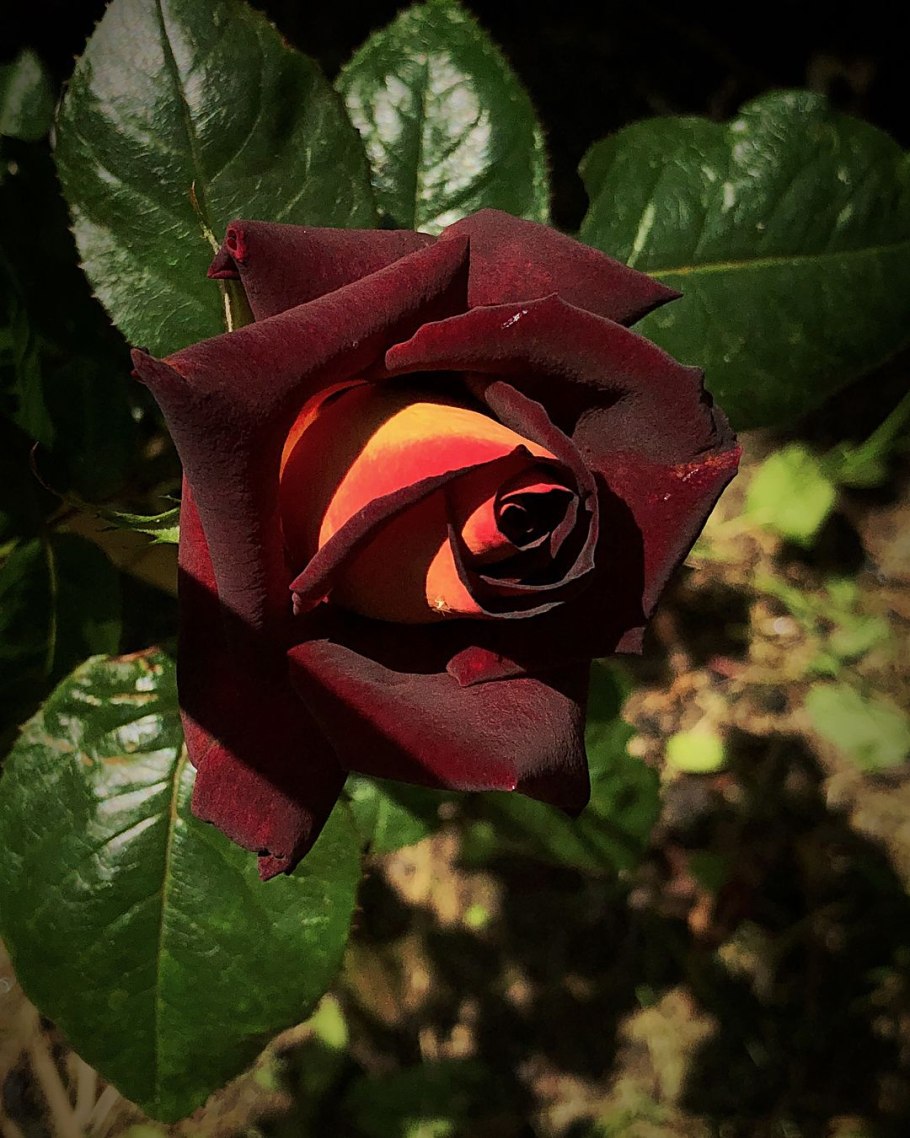 Eddy Mitchell / Dark Night