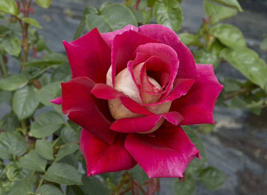 Гранвильская роза