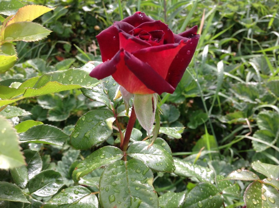 Роза Леонидас