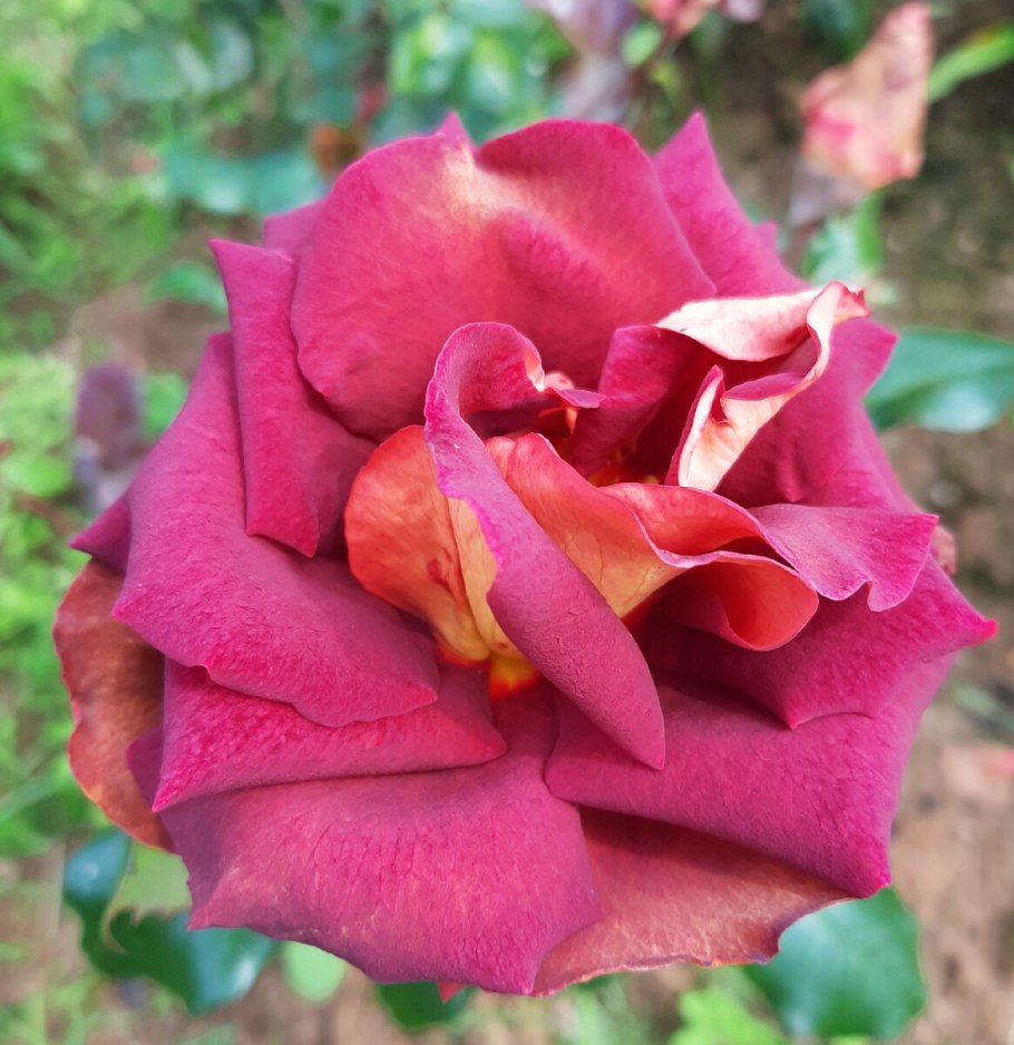 Роза чайно-гибридная Эдди Митчелл