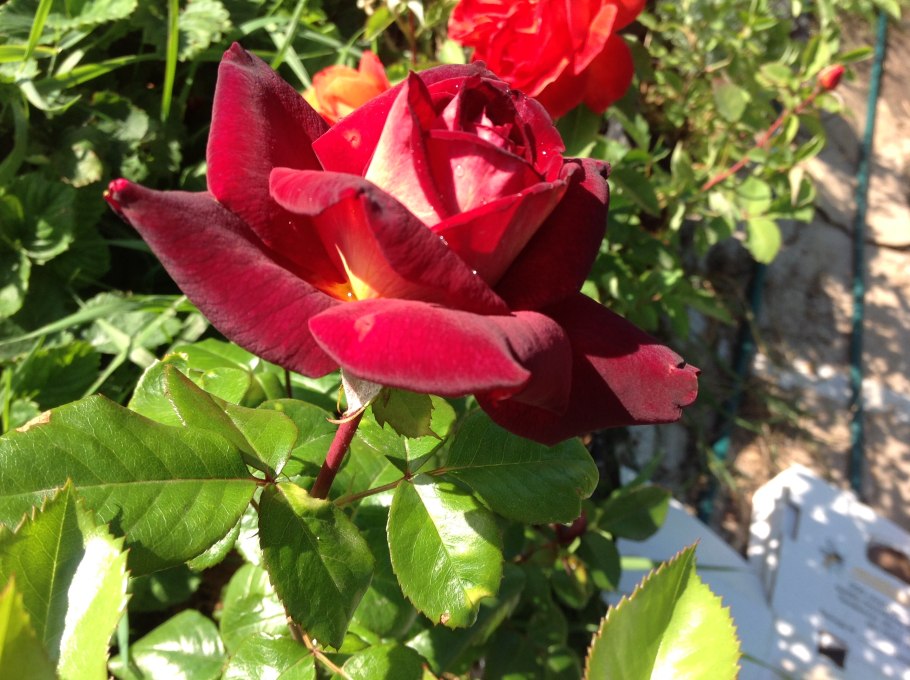 Сорт розы Эдди Митчелл