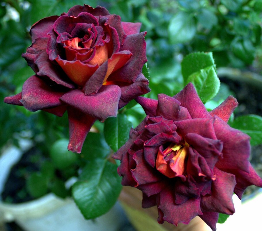 Роза чайно-гибридная Эдди Митчелл