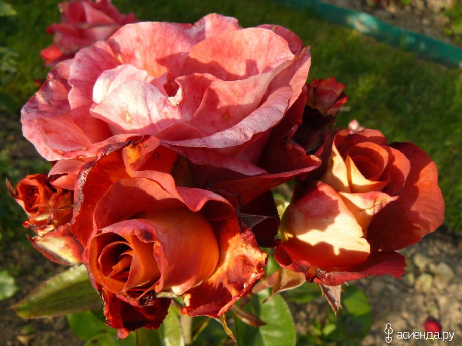 Роза ред Берлин чайно-гибридная роза