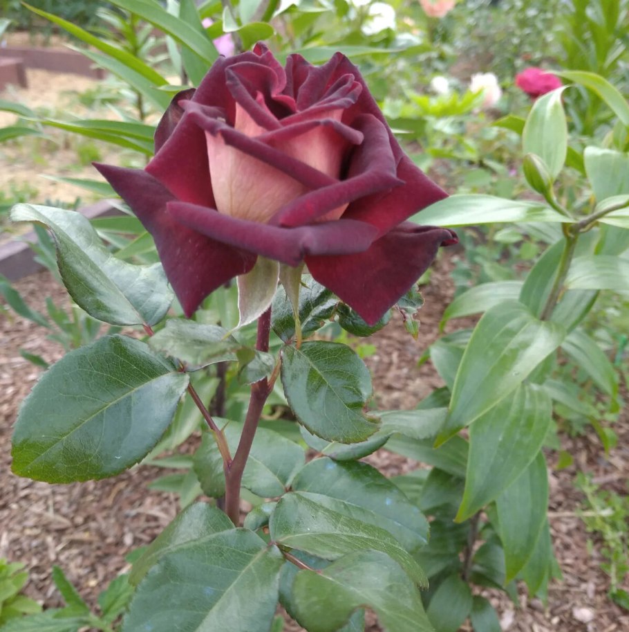 Ред Митчелл роза