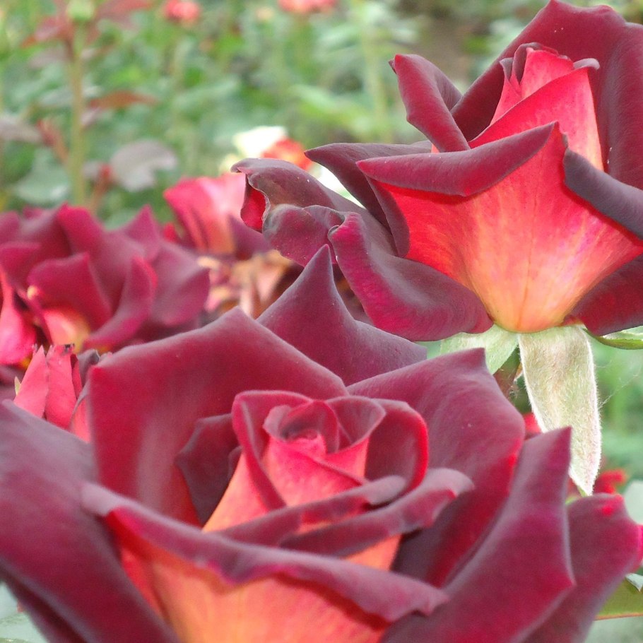 Eddy Mitchell роза