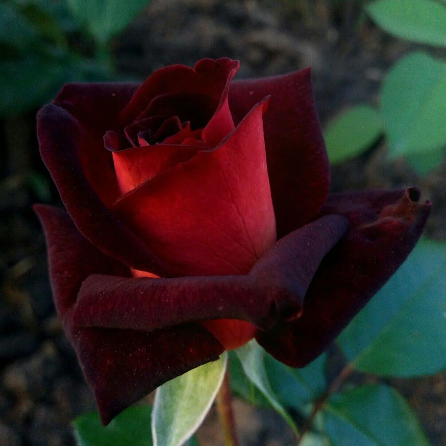 Саженцы роза чайно-гибридная топаз