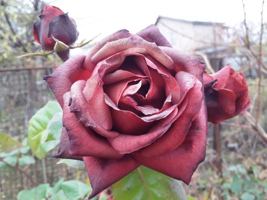 Роза фот ч.г эди Митчел