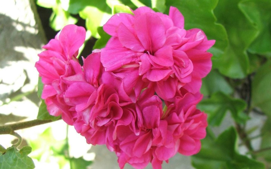 Geranium robertianum