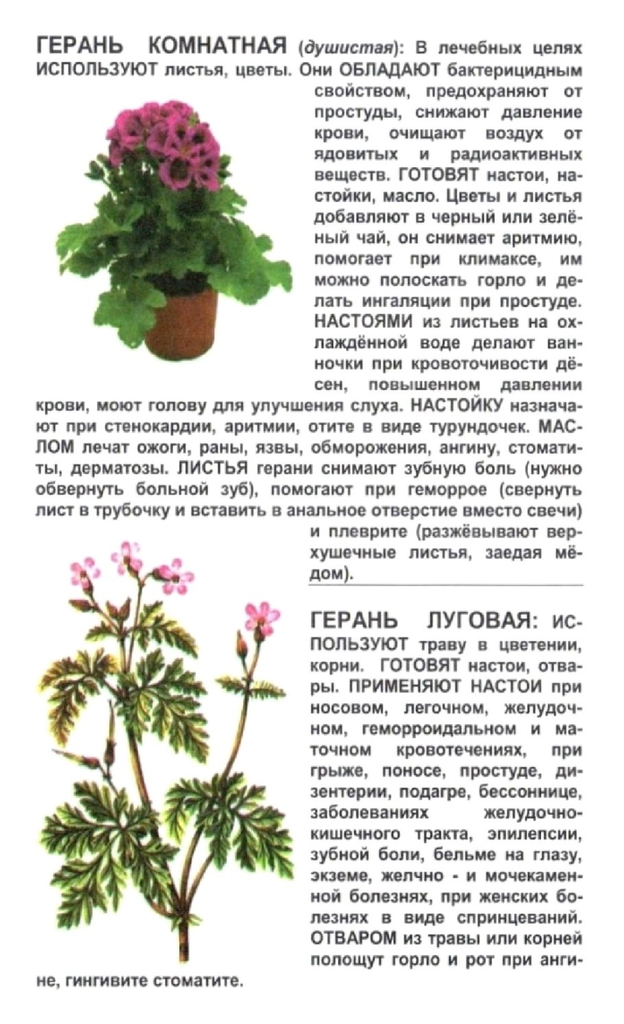 Герань комнатная лечебные свойства