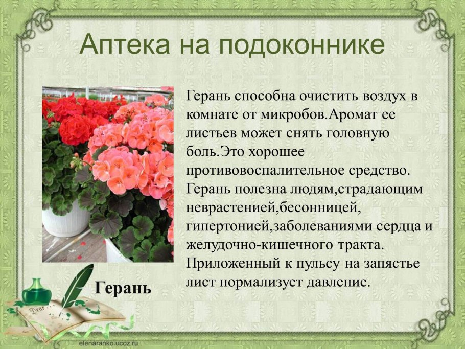Герань лекарственное растение