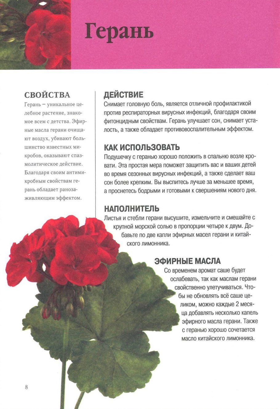 Пеларгония душистая