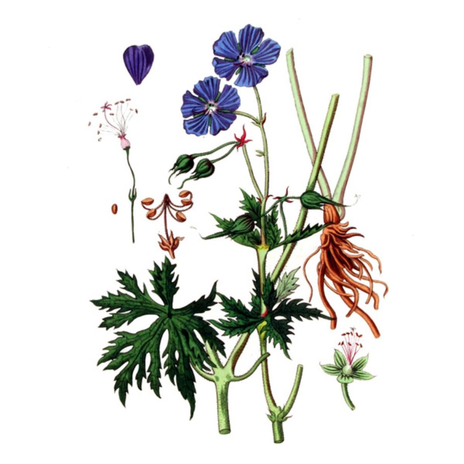 Geranium robertianum