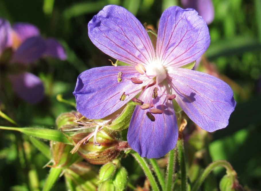 Герань крупнокорневищная (Geranium macrorrhizum `Spessart`)