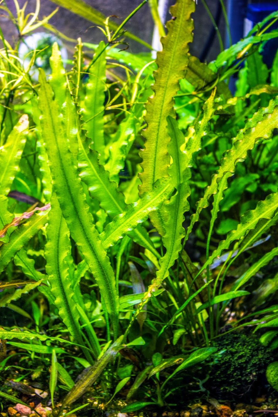 +Aponogeton +abyssinicus