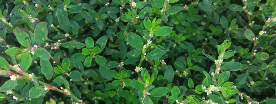Горец птичий Polygonum aviculare всходы